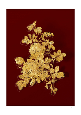 Gold Sulphur Rose Botanical Illustration on Red