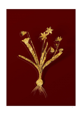 Gold Scilla Amoena Botanical Illustration on Red