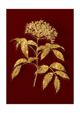 Gold Elderberry Flowering Plant Botanical on Red