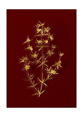 Gold Heath Mirbelia Branch Botanical on Red