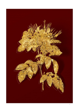 Gold Pasture Rose Botanical Illustration on Red
