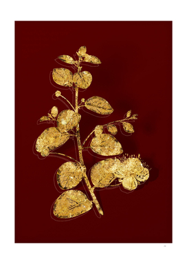 Gold Caper Plant Botanical Illustration on Red