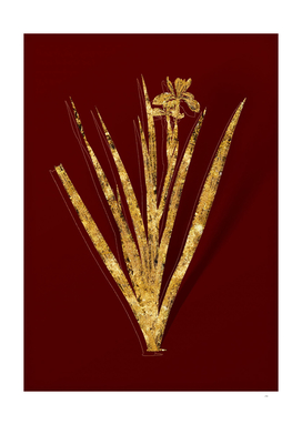 Gold Stinking Iris Botanical Illustration on Red