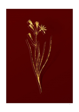 Gold Amaryllis Montana Botanical on Red