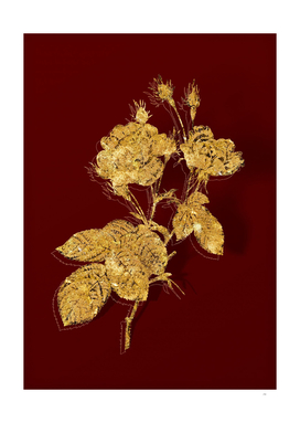 Gold Anemone Centuries Rose Botanical on Red