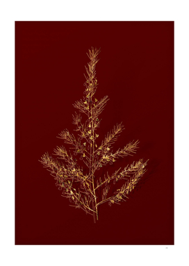 Gold Sea Asparagus Botanical Illustration on Red