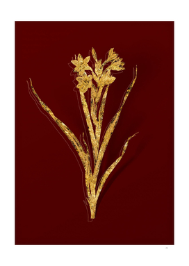 Gold Sword Lily Botanical Illustration on Red