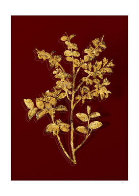Gold Bilberry Botanical Illustration on Red