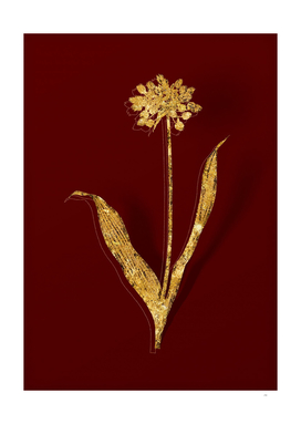 Gold Golden Garlic Botanical Illustration on Red