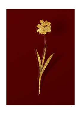 Gold Ixia Maculata Botanical Illustration on Red