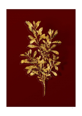 Gold Bog Myrtle Botanical Illustration on Red