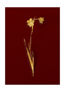 Gold Sword Lily Botanical Illustration on Red
