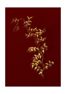 Gold Bridal Creeper Botanical Illustration on Red