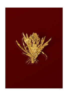 Gold Pygmy Iris Botanical Illustration on Red