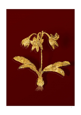 Gold Netted Veined Amaryllis Botanical on Red