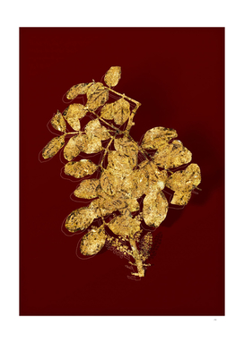 Gold Carob Tree Botanical Illustration on Red