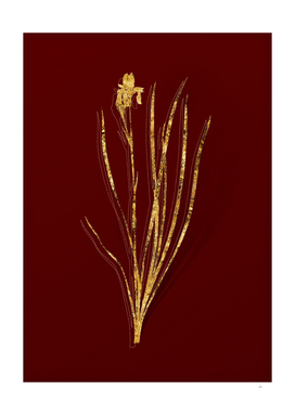 Gold Siberian Iris Botanical Illustration on Red