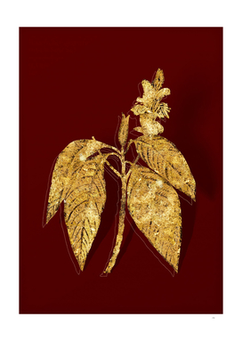 Gold Malabar Nut Botanical Illustration on Red