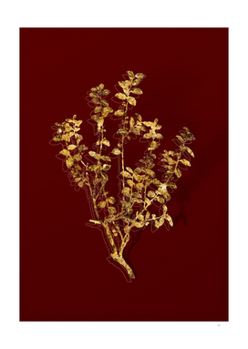 Gold Cape Myrtle Botanical Illustration on Red