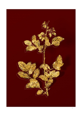 Gold Andromeda Mariana Branch Botanical on Red