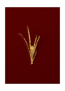 Gold Yellow Iris Botanical Illustration on Red
