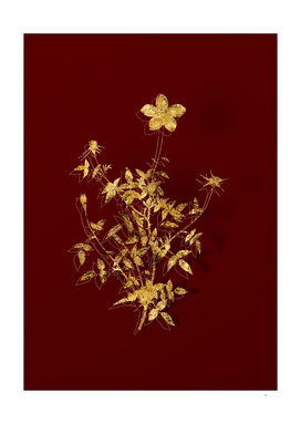 Gold Single Dwarf Chinese Rose Botanical on Red