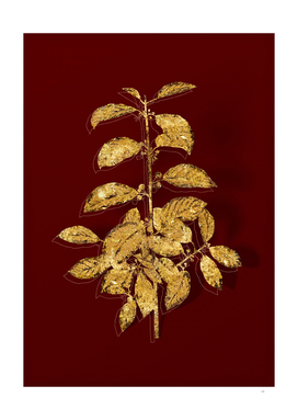 Gold Alder Buckthorn Botanical Illustration on Red