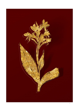 Gold Water Canna Botanical Illustration on Red