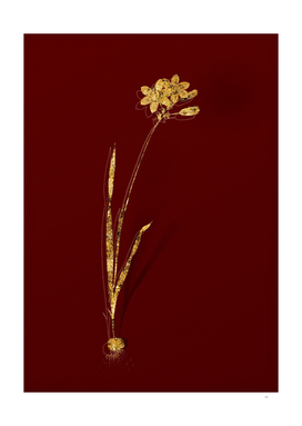 Gold Galaxia Ixiaeflora Botanical on Red