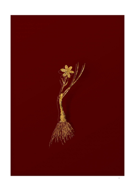 Gold Snowdon Lily Botanical Illustration on Red