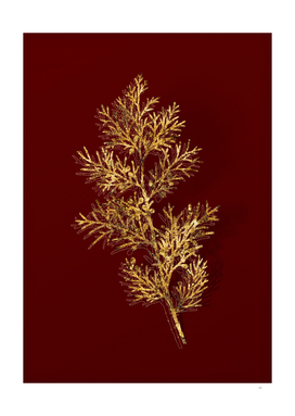 Gold Virginian Juniper Botanical on Red