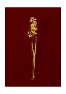 Gold Turquoise Ixia Botanical Illustration on Red
