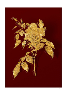 Gold Fragrant Rosebush Botanical on Red