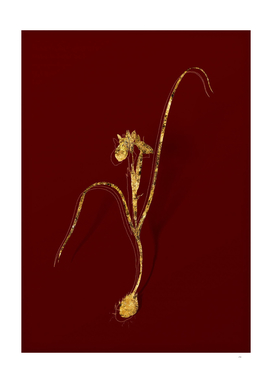 Gold Barbary Nut Botanical Illustration on Red