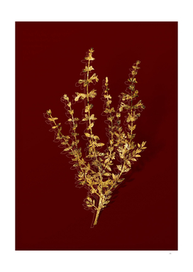 Gold Cat Thyme Plant Botanical Illustration on Red
