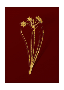 Gold Rush Daffodil Botanical Illustration on Red