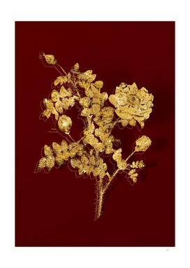 Gold White Burnet Roses Botanical on Red