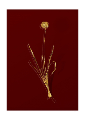Gold Mouse Garlic Botanical Illustration on Red