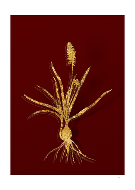 Gold Muscari Ambrosiacum Botanical on Red