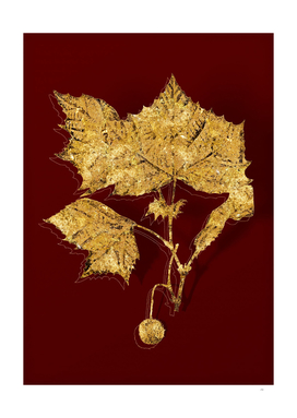 Gold American Sycamore Botanical on Red