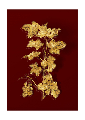 Gold Redcurrant Plant Botanical on Red