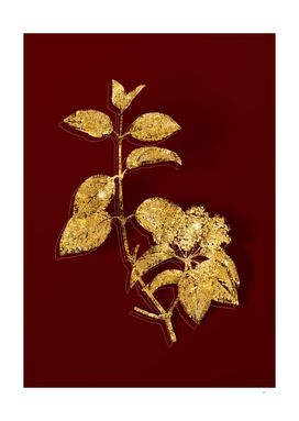 Gold Black Haw Botanical Illustration on Red
