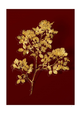 Gold Rose Corymb Botanical Illustration on Red