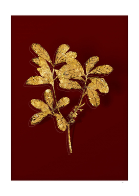 Gold Northern Bayberry Botanical on Red
