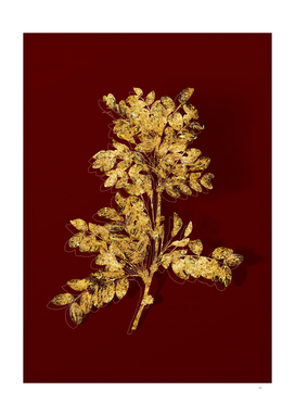 Gold Siberian Pea Tree Botanical on Red