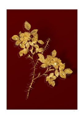 Gold Spiny Leaved Rose of Dematra Botanical on Red