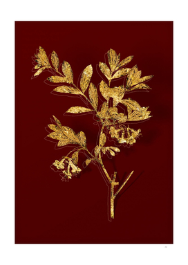 Gold White Honeysuckle Plant Botanical on Red