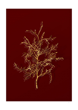 Gold Sictus Tree Botanical Illustration on Red