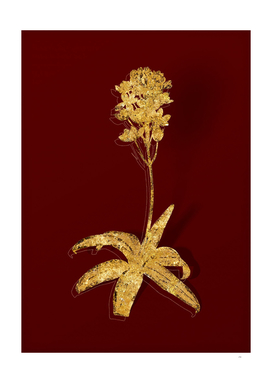 Gold Sun Star Botanical Illustration on Red