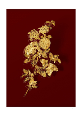 Gold Germander Meadowsweet Botanical on Red